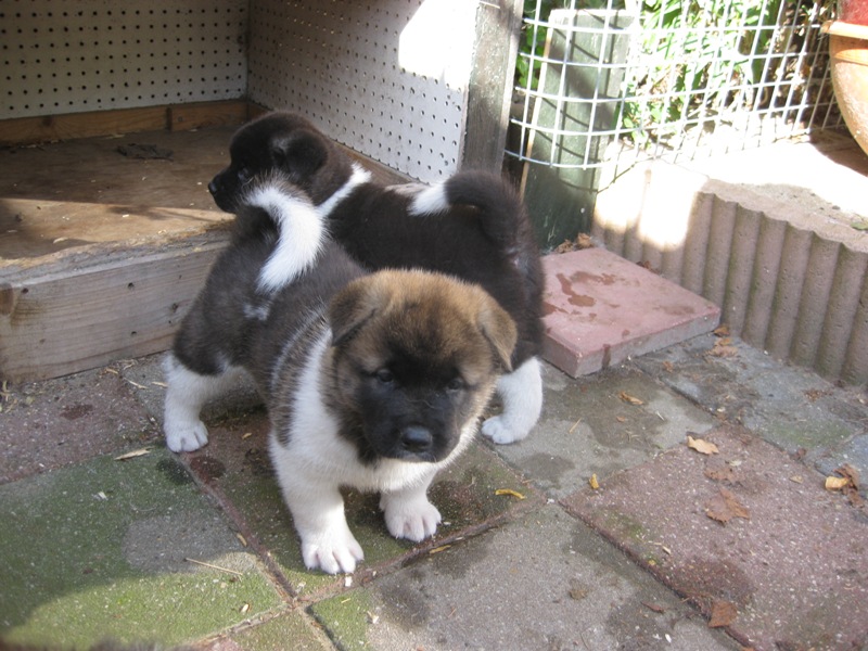 Puppies